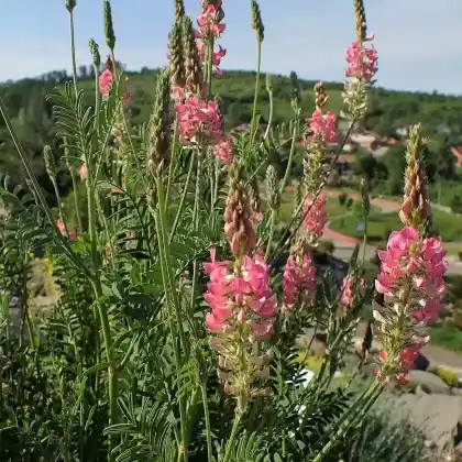 Foto von Berg-Esparsette (Onobrychis montana)