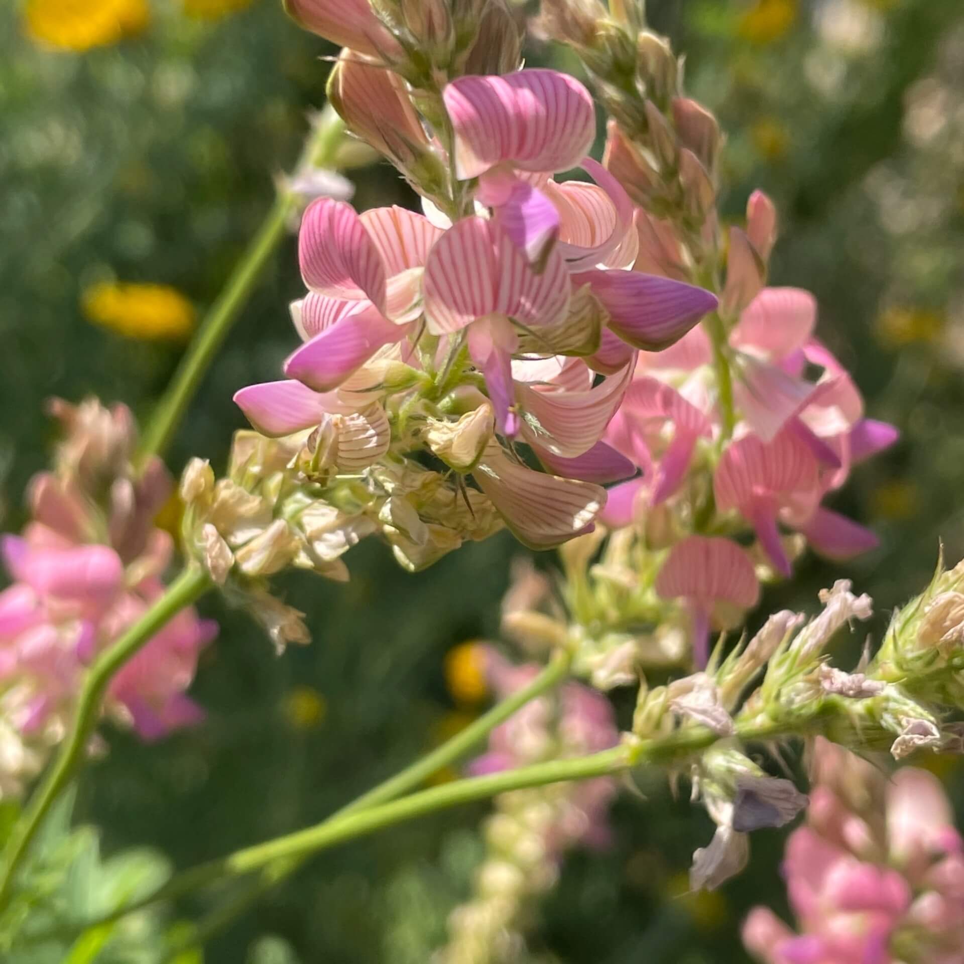 Saat-Esparsette (Onobrychis viciifolia)