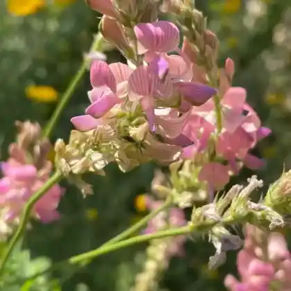 Foto von Saat-Esparsette (Onobrychis viciifolia)