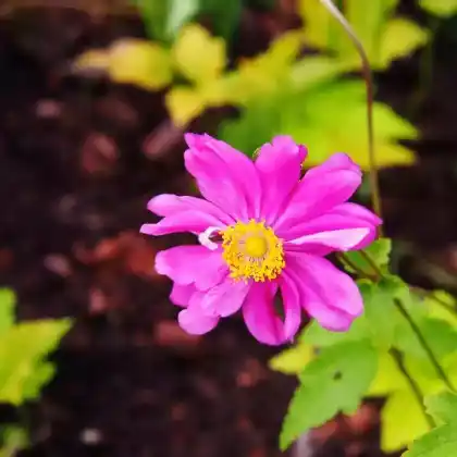 Foto von Japan-Herbst-Anemone 'Prinz Heinrich' (Anemone japonica 'Prinz Heinrich')