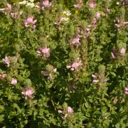 Foto von Bocks-Hauhechel (Ononis arvensis)