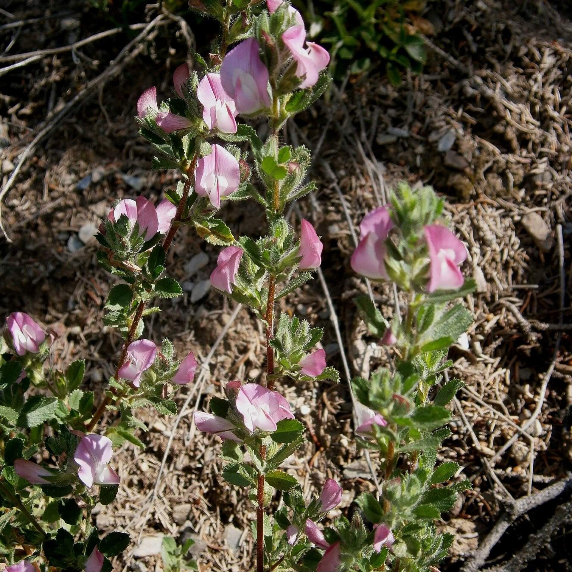 Kriechende Hauhechel (Ononis repens)