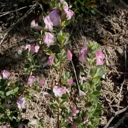 Foto von Kriechende Hauhechel (Ononis repens)