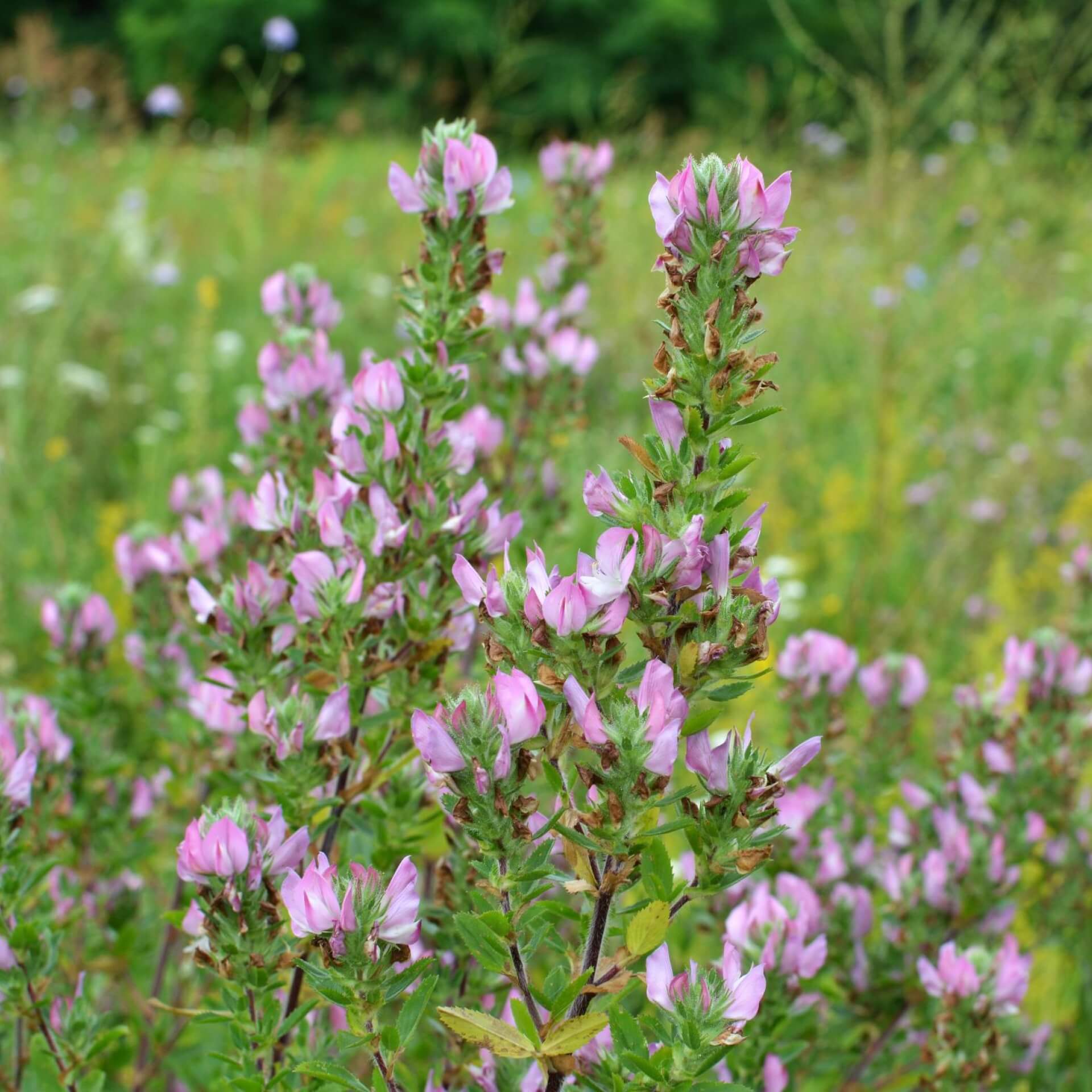 Dornige Hauhechel (Ononis spinosa)