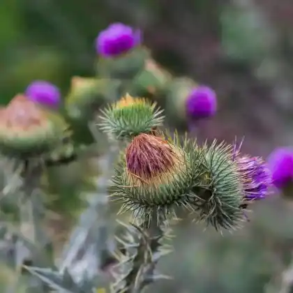 Foto von Gewöhnliche Eselsdistel (Onopordum acanthium)