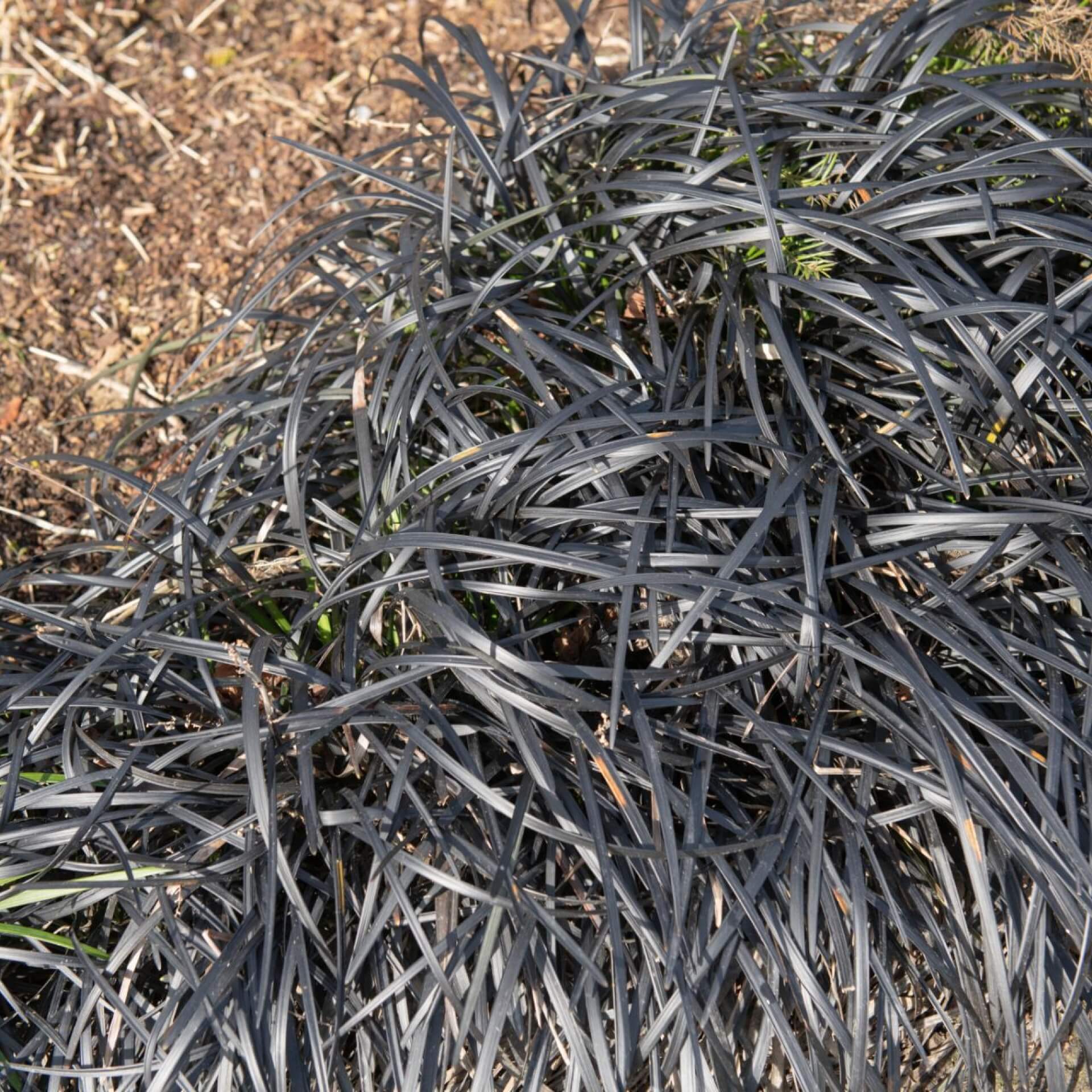 Schwarzer Schlangenbart 'Nigrescens' (Ophiopogon planiscapus 'Nigrescens')