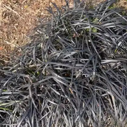 Foto von Schwarzer Schlangenbart 'Nigrescens' (Ophiopogon planiscapus 'Nigrescens')