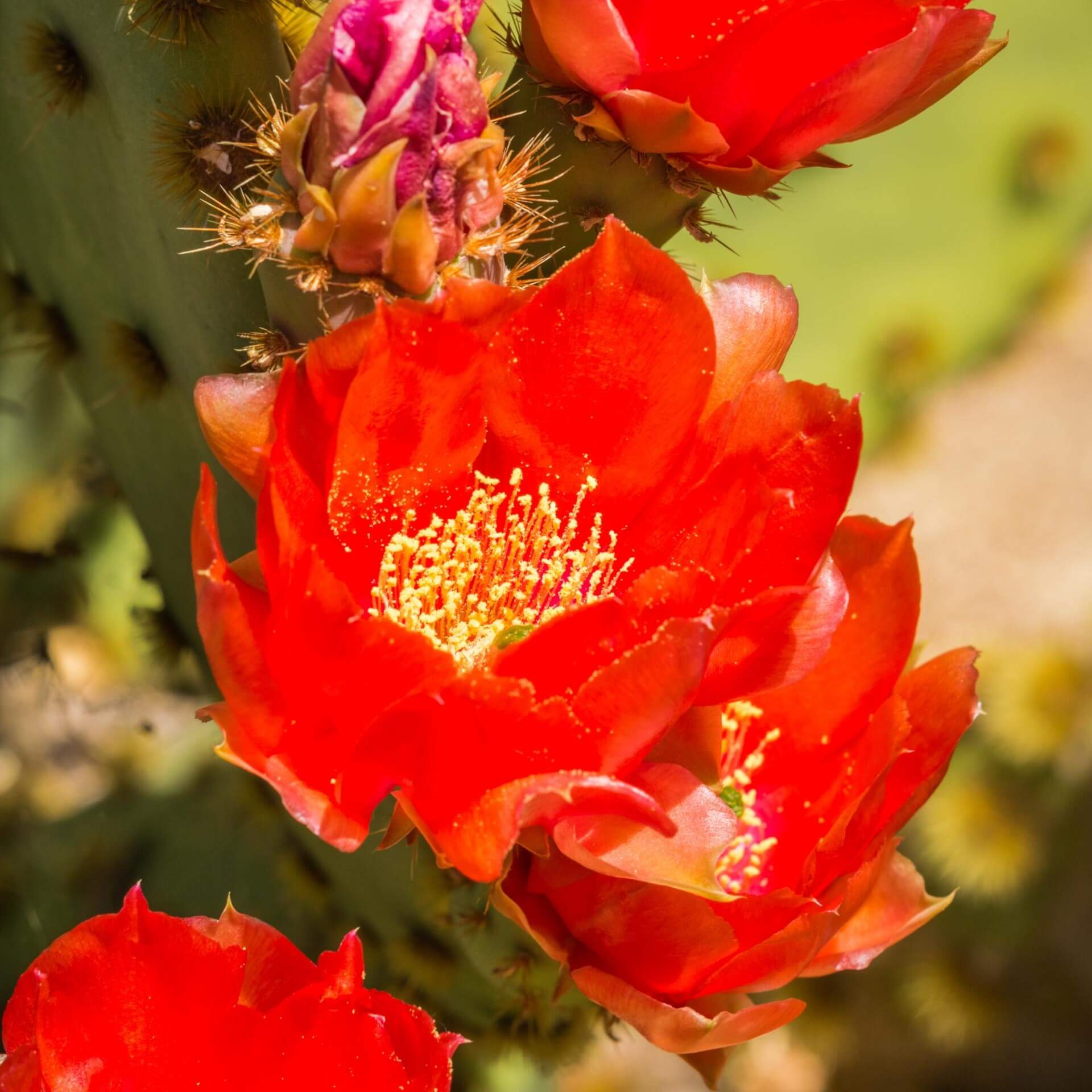 Opuntia fragilis (Opuntia fragilis)