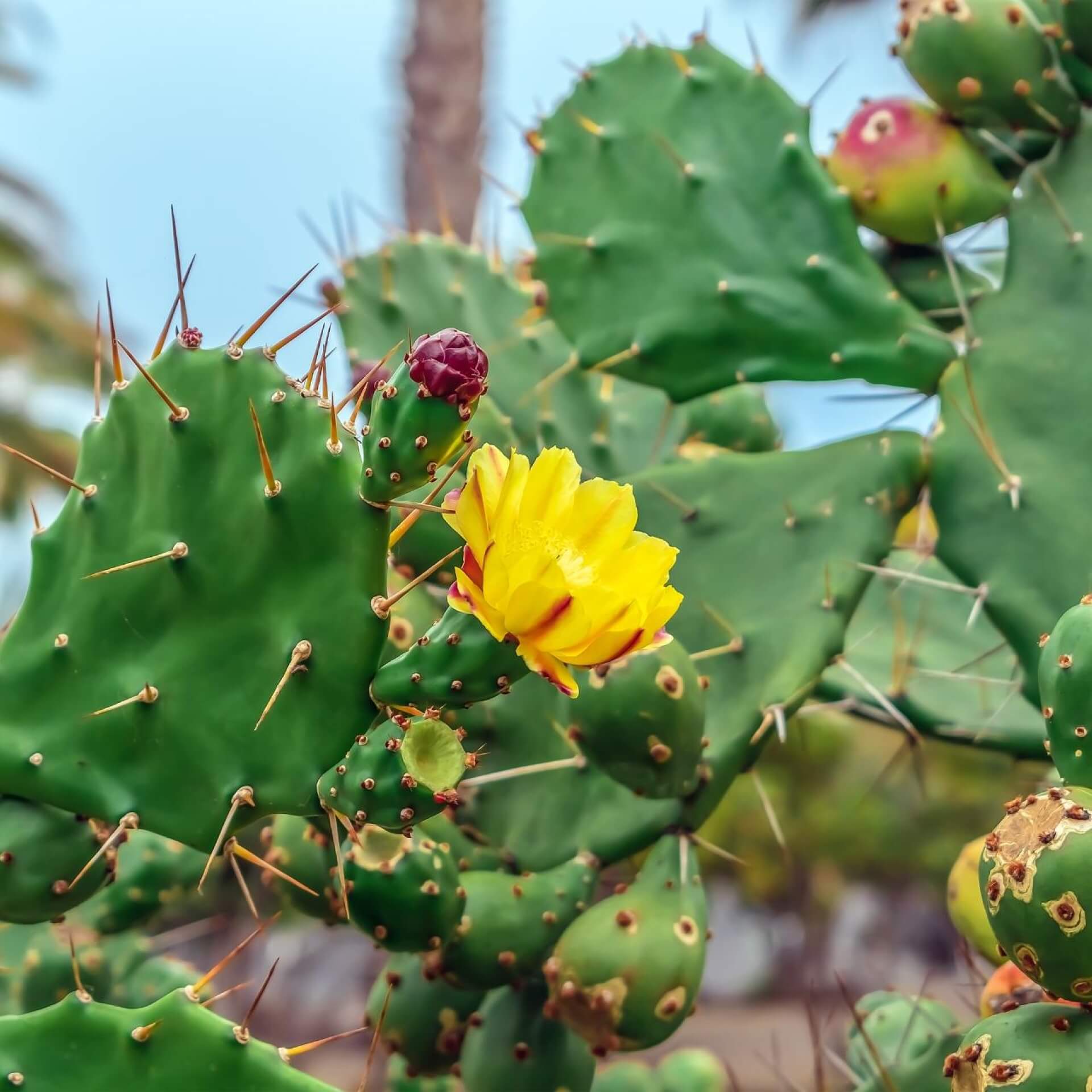 Schwarzbraundorniger Feigenkaktus (Opuntia phaeacantha)