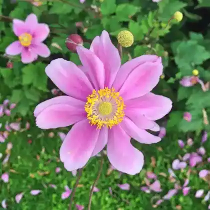 Foto von Japan-Herbst-Anemone 'Rosenschale' (Anemone japonica 'Rosenschale')