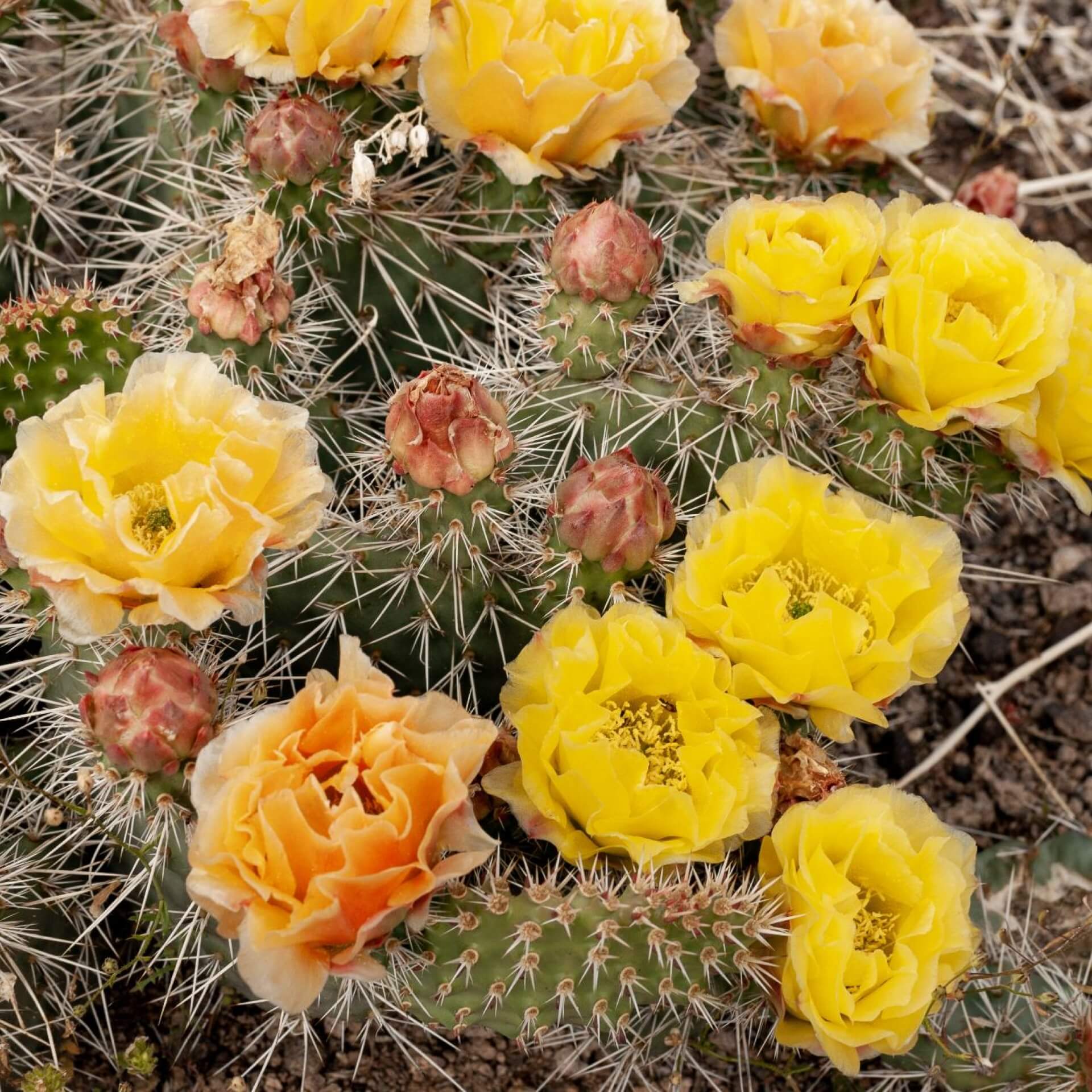 Vieldorniger Feigenkaktus (Opuntia polyacantha)