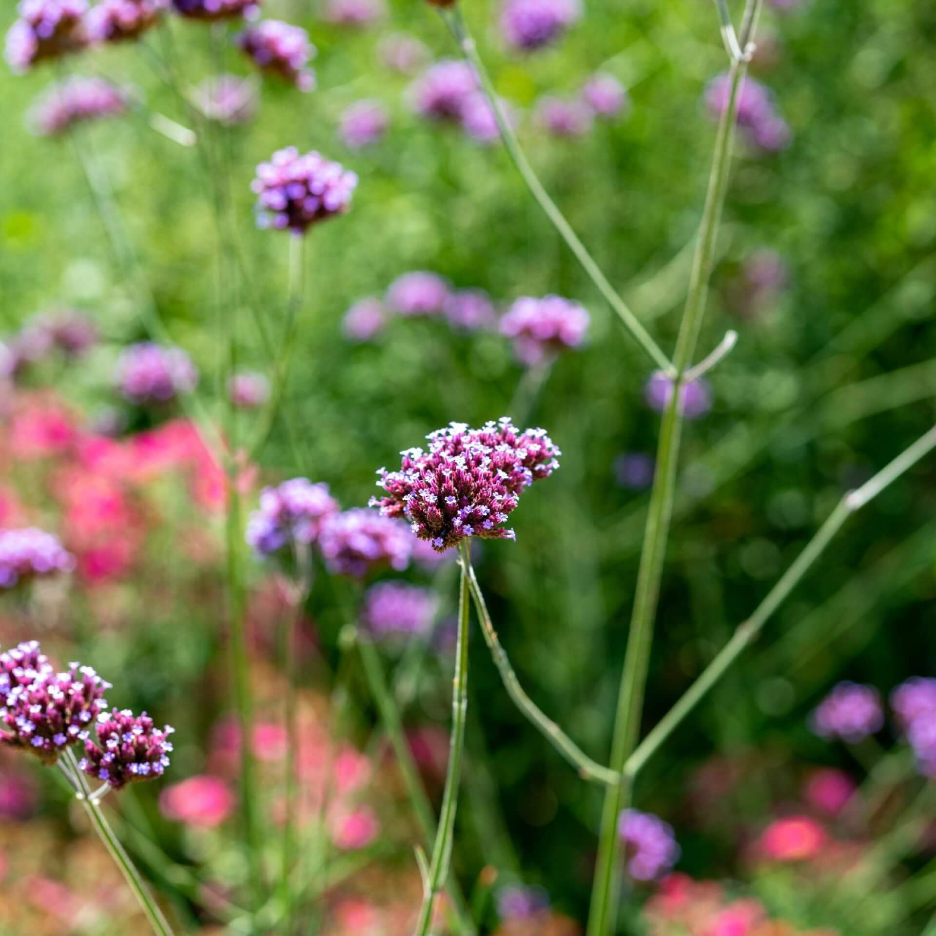 Purpurdost (Origanum laevigatum)