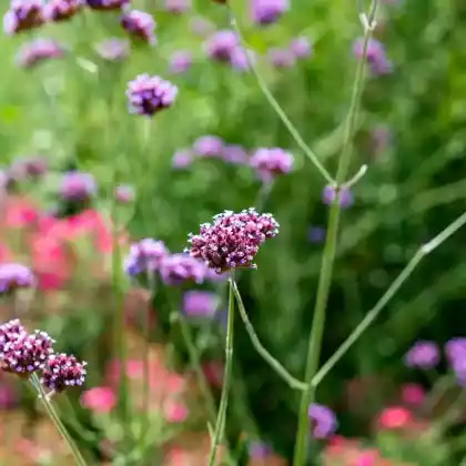 Foto von Purpurdost (Origanum laevigatum)