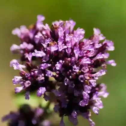 Foto von Blumen-Dost 'Herrenhausen' (Origanum laevigatum 'Herrenhausen')