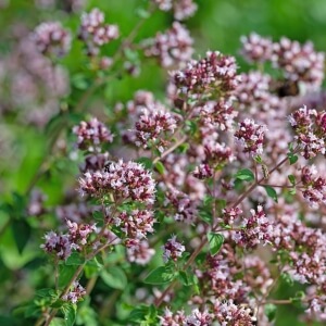 Origanum vulgare