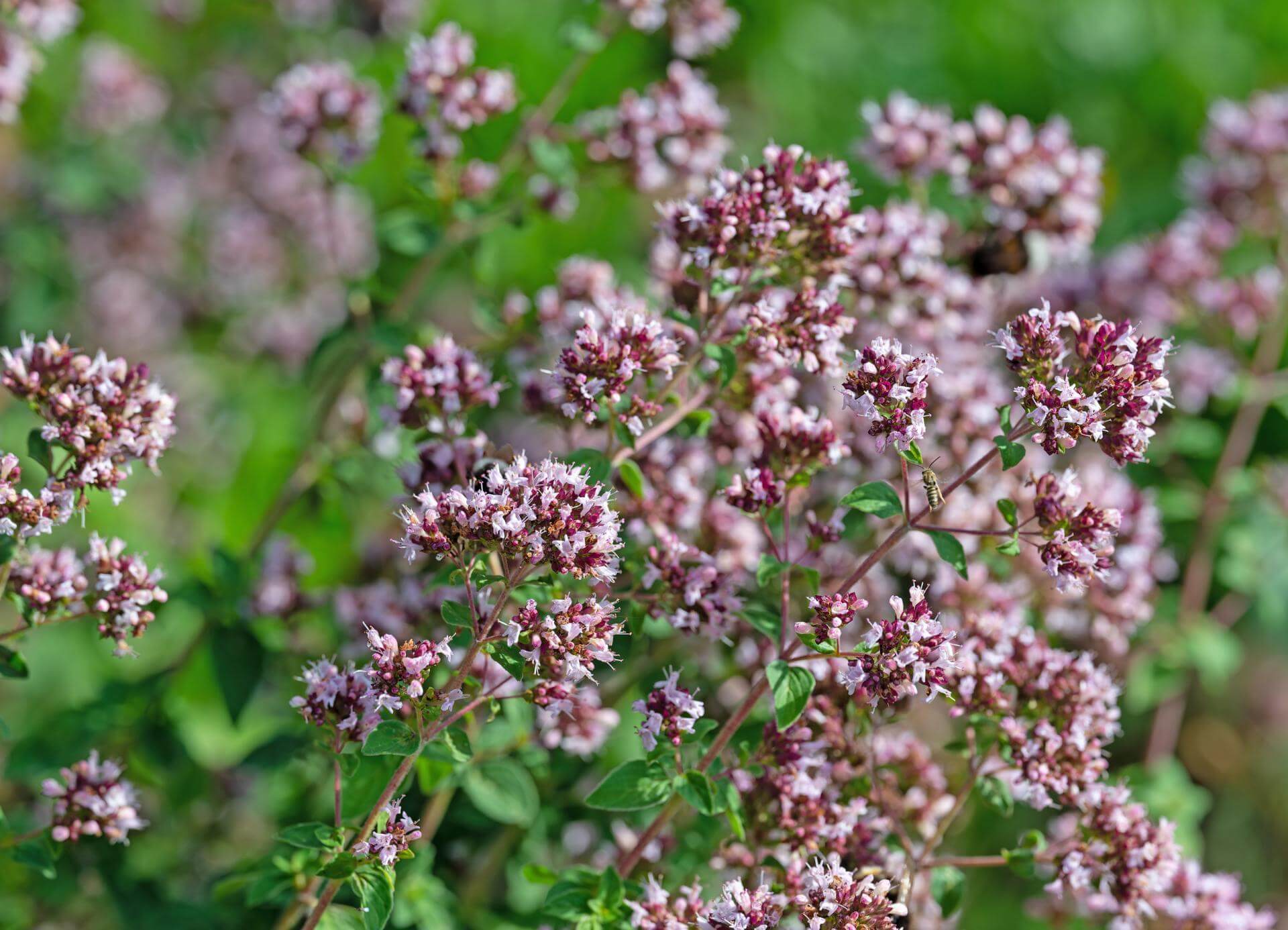 Oregano / Origanum vulgare