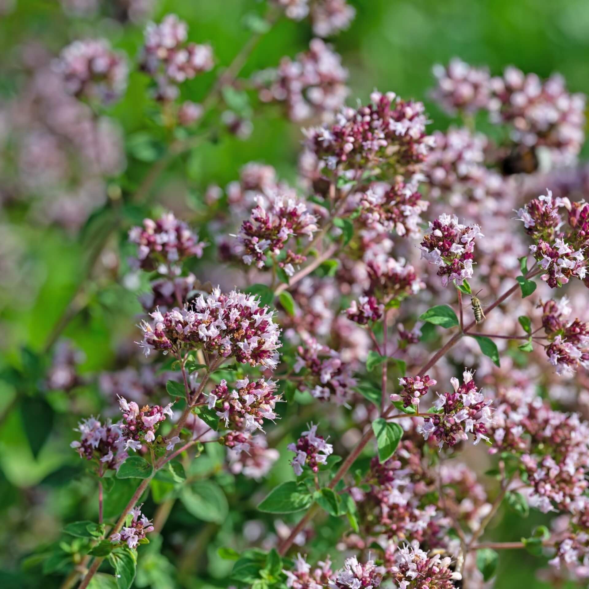 Oregano (Origanum vulgare)