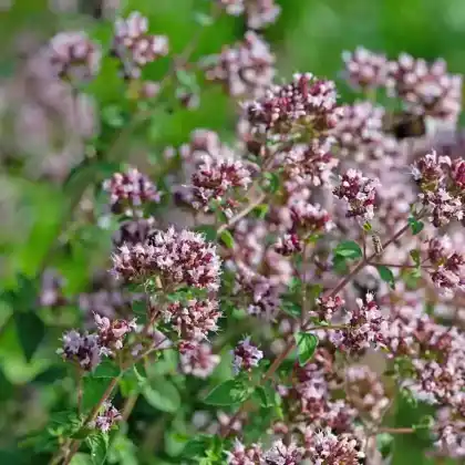 Foto von Oregano (Origanum vulgare)