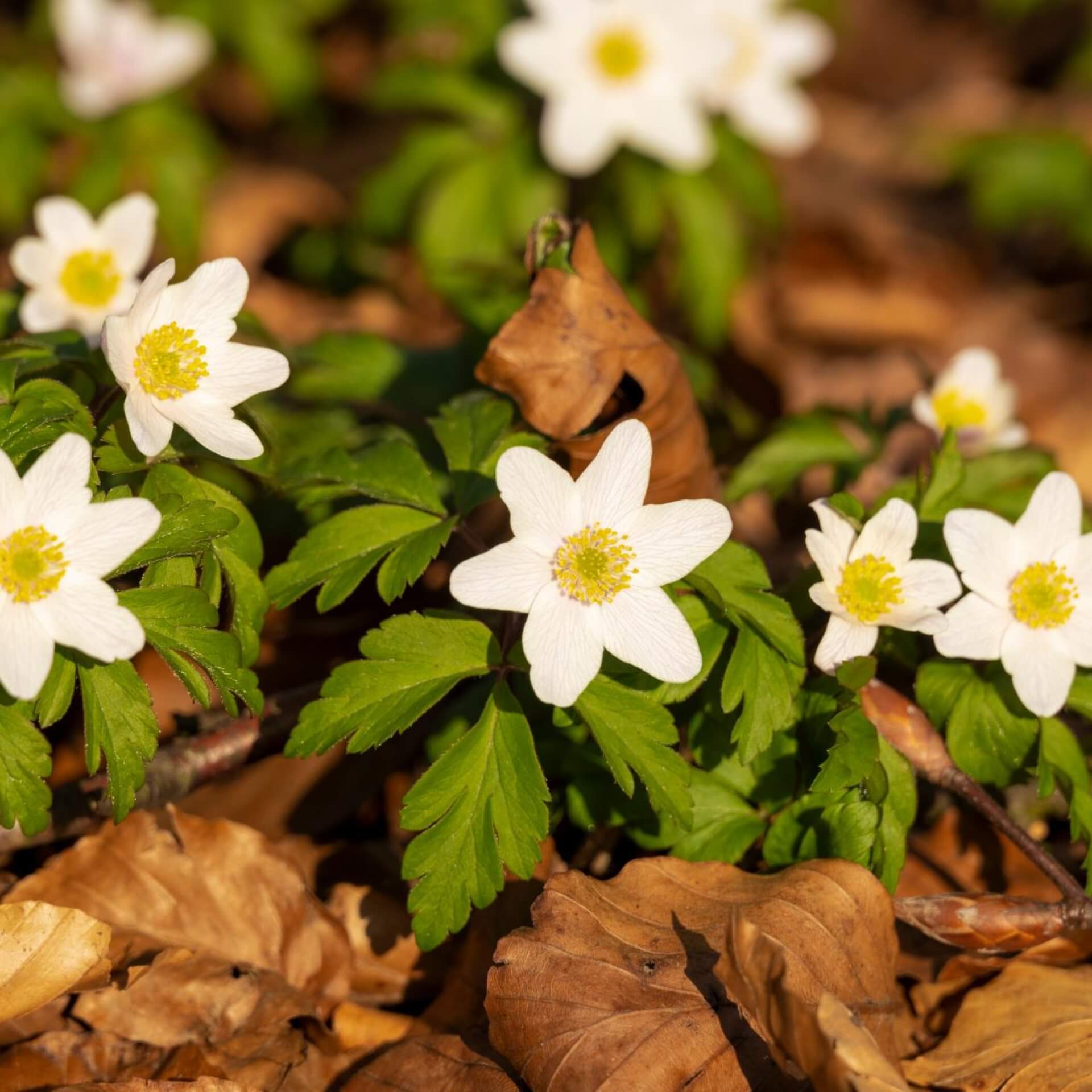 Busch-Windröschen (Anemone nemorosa)