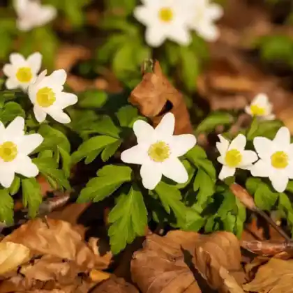 Foto von Busch-Windröschen (Anemone nemorosa)