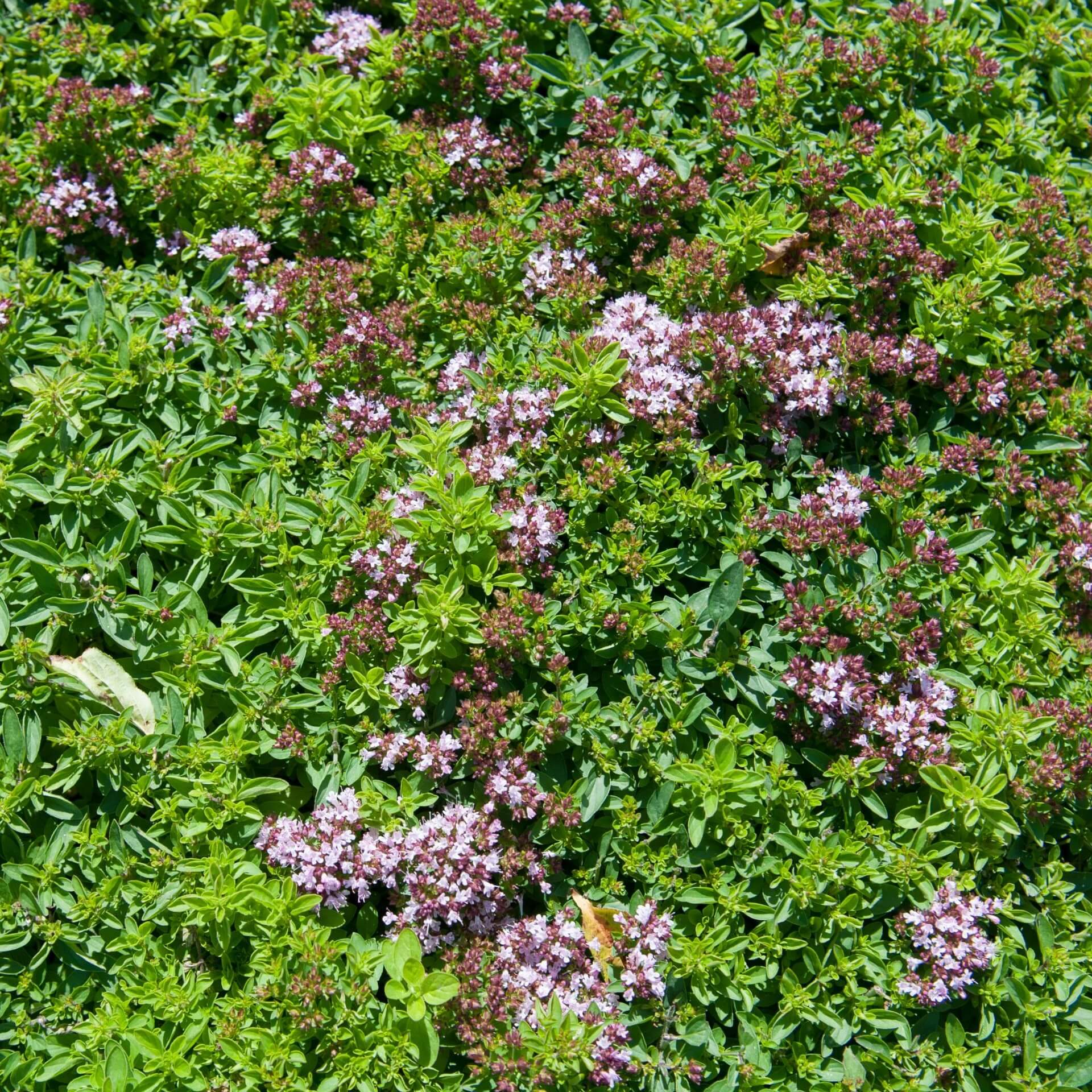 Zwergmajoran (Origanum vulgare 'Compactum')