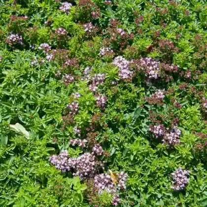 Foto von Zwergmajoran (Origanum vulgare 'Compactum')
