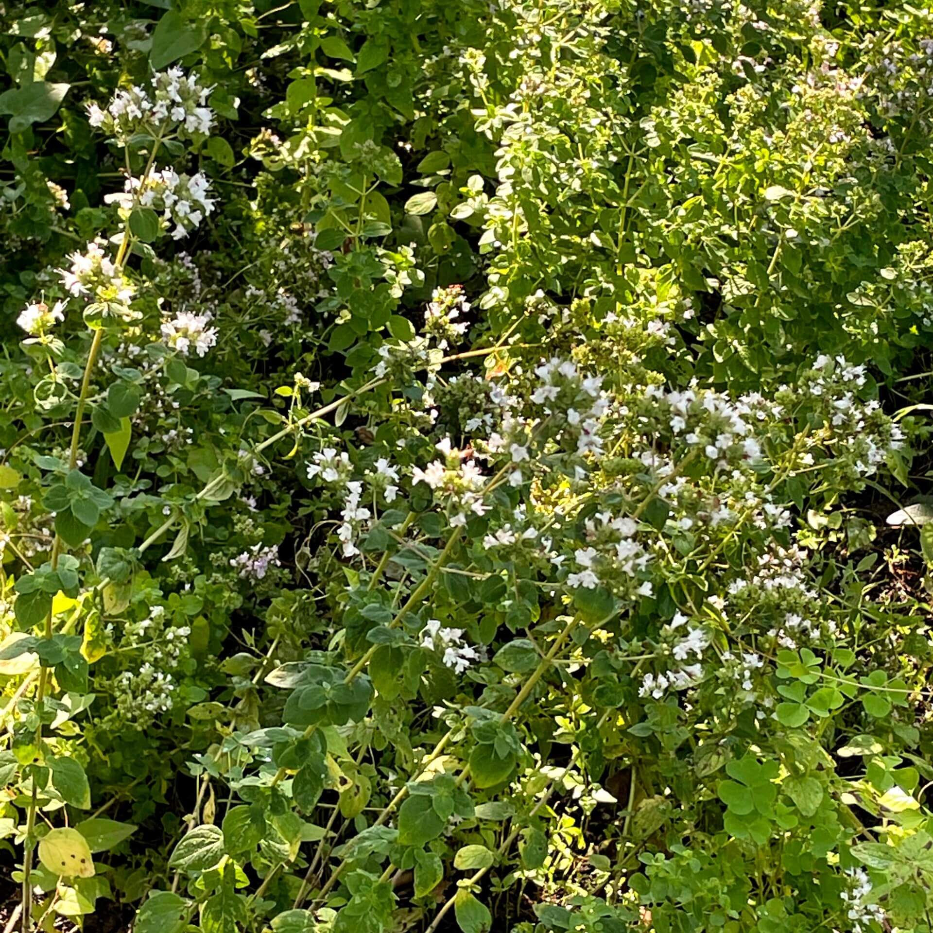 Oregano 'Thumbles Variety' (Origanum vulgare 'Thumbles Variety')