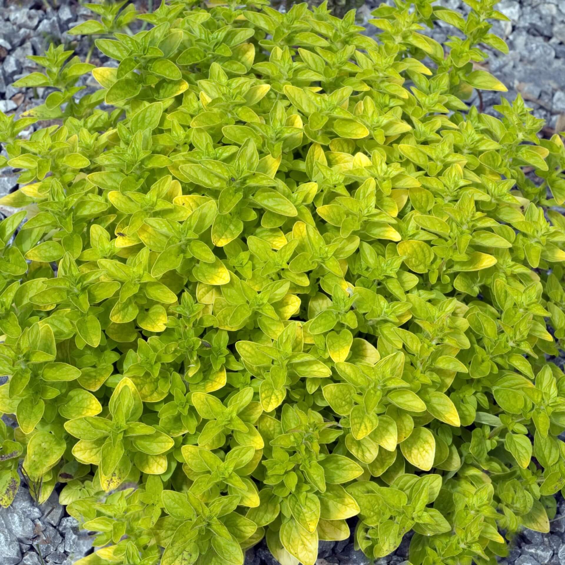 Oregano 'Thumbles' (Origanum vulgare 'Thumbles')