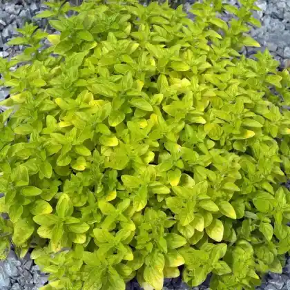 Foto von Oregano 'Thumbles' (Origanum vulgare 'Thumbles')