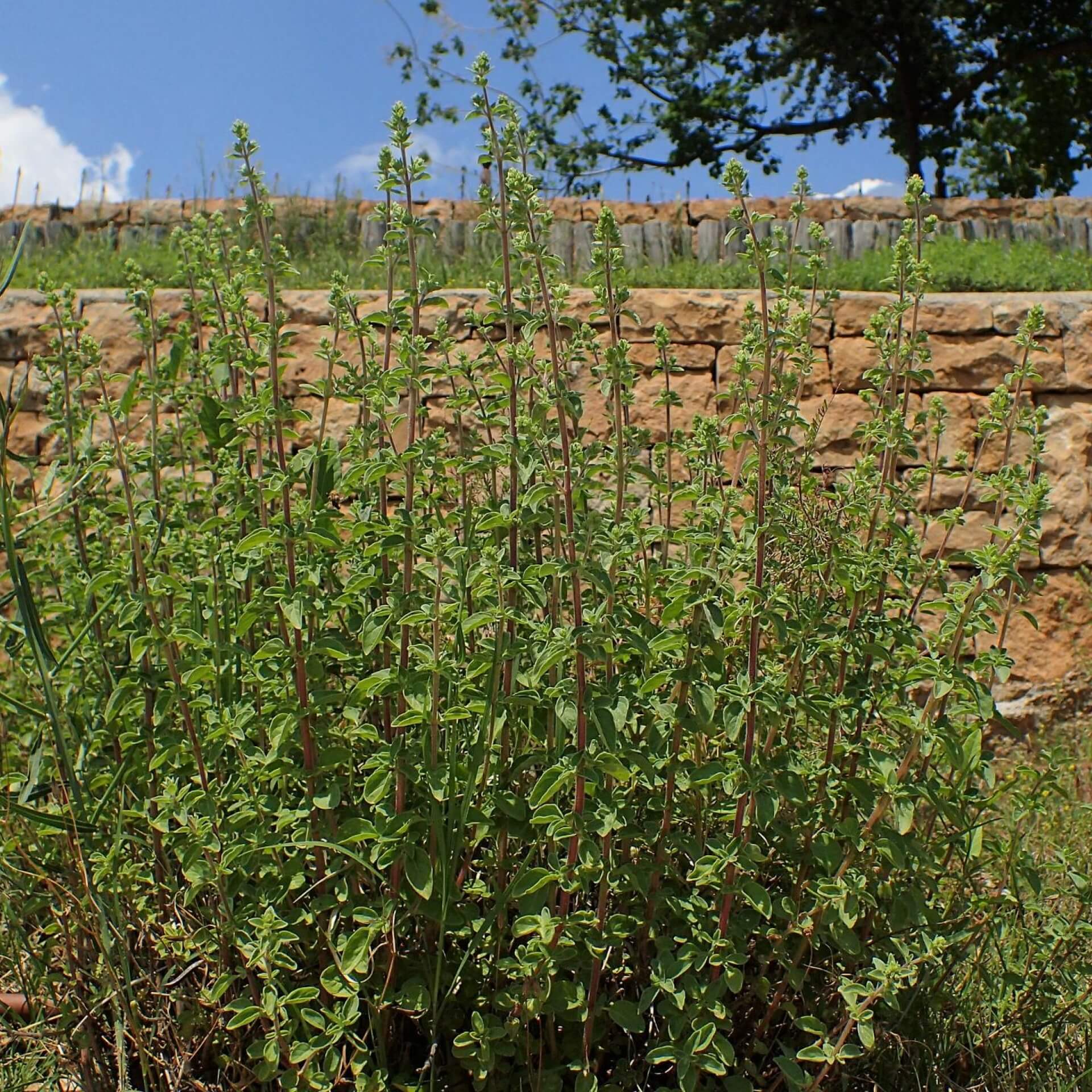 Griechischer Oregano (Origanum vulgare subsp. hirtum)