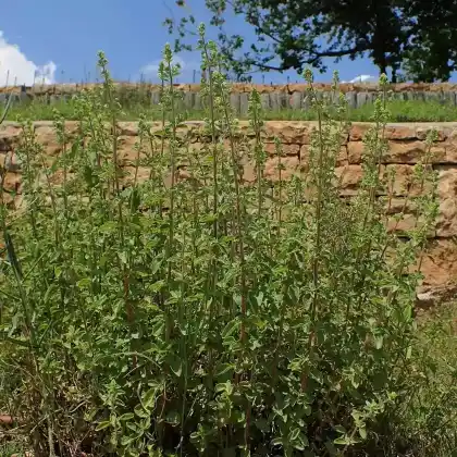 Foto von Griechischer Oregano (Origanum vulgare subsp. hirtum)