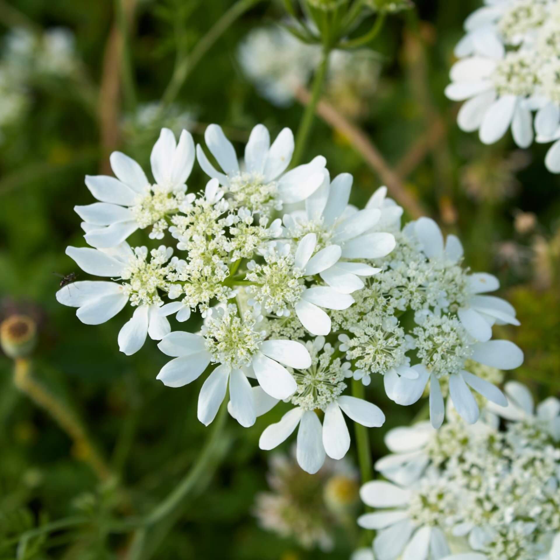 Strahlen-Breitsame (Orlaya grandiflora)