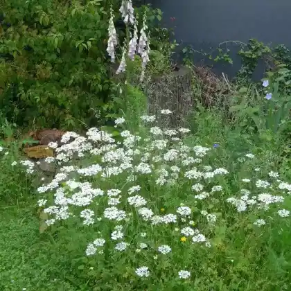 Foto von Strahlen-Breitsame (Orlaya grandiflora)