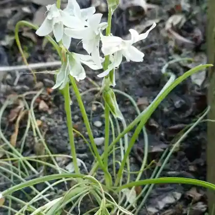 Foto von Nickender Milchstern (Ornithogalum nutans)