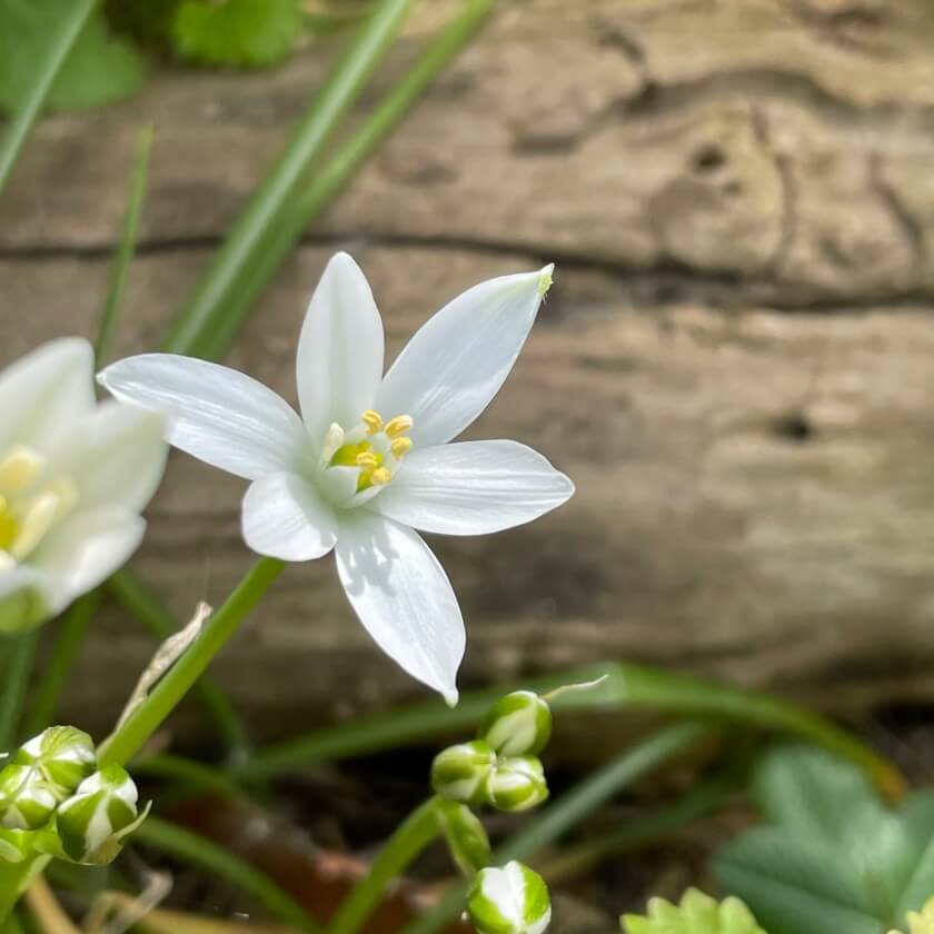 34+ Frühblühende Pflanzen, Krokusse gibt es beinahe in.