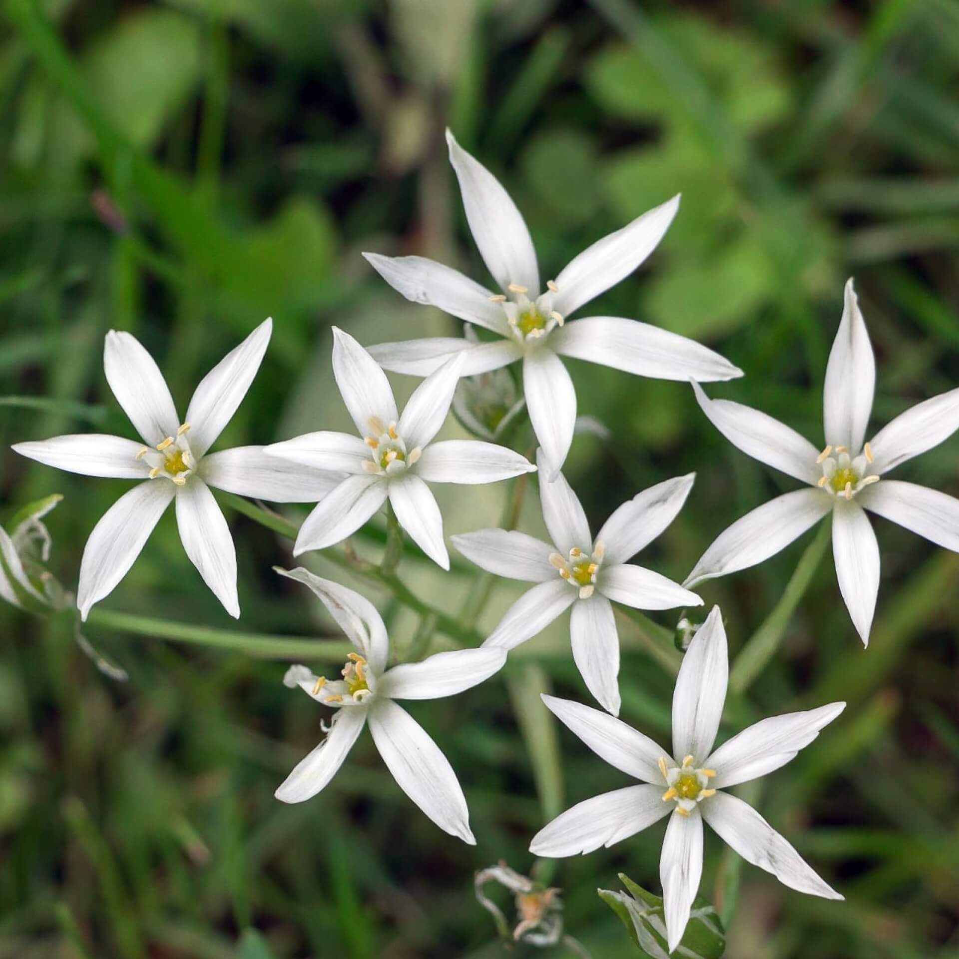 Dolden-Milchstern (Ornithogalum umbellatum)