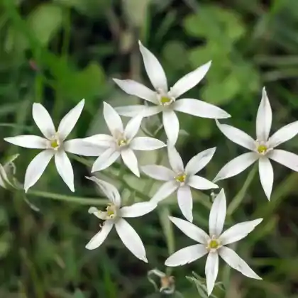 Foto von Dolden-Milchstern (Ornithogalum umbellatum)