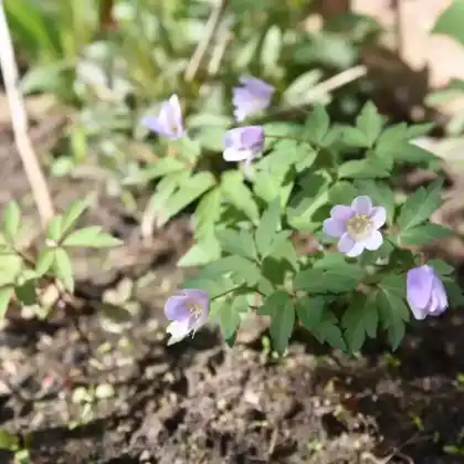 Foto von Busch-Windröschen 'Robinsoniana' (Anemone nemorosa 'Robinsoniana')
