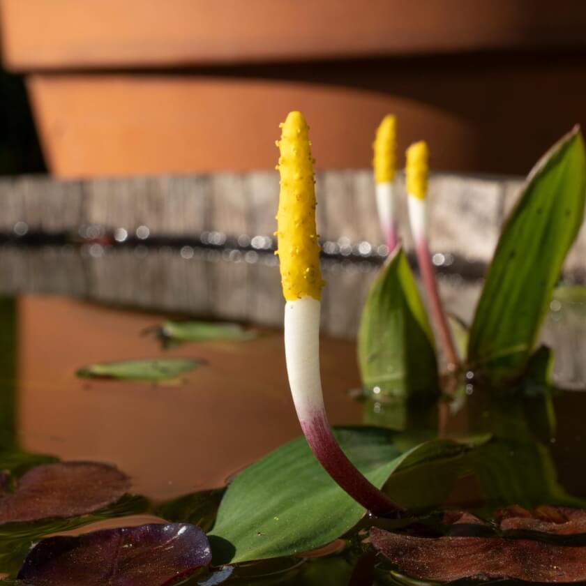 Goldkeule / Orontium aquaticum