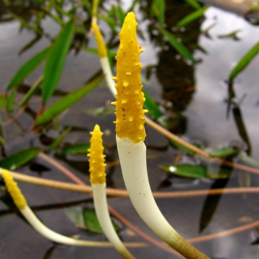 40+ Goldkeule Teich, Goldkeule teichpflanze sorgt für lebendige