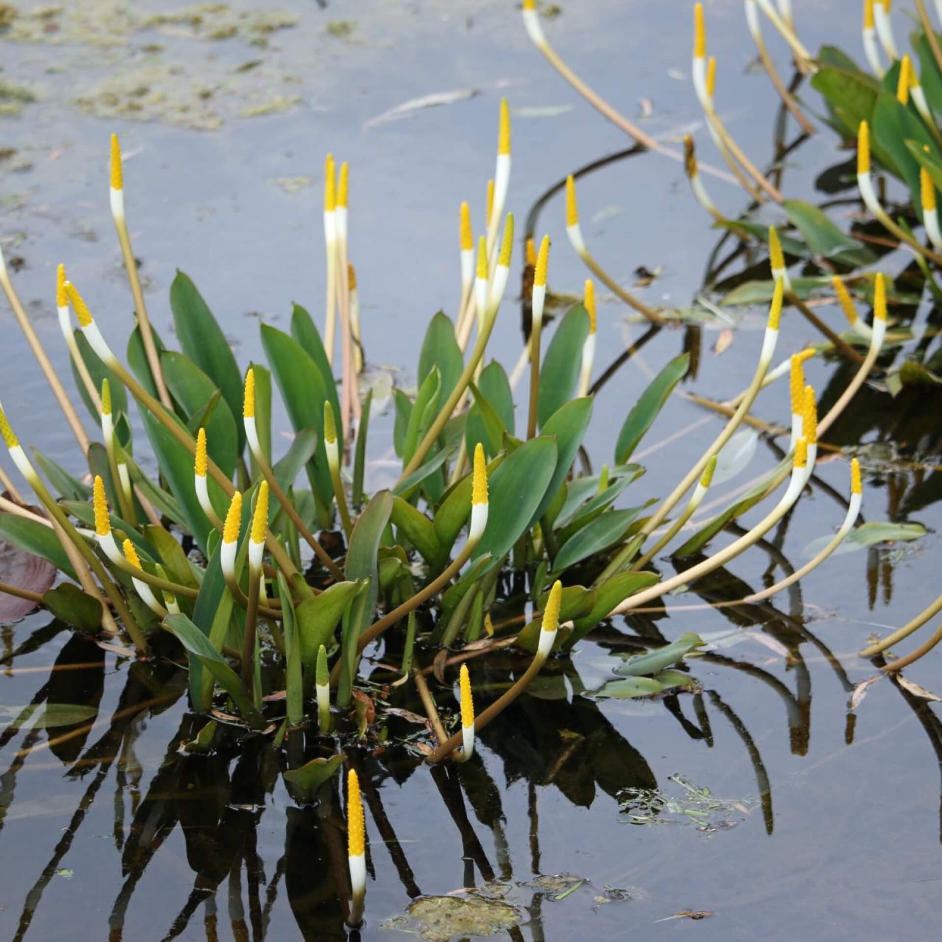 Goldkeule (Orontium aquaticum)