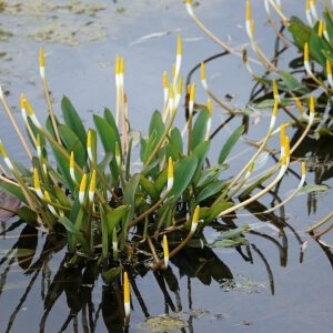 Goldkeule / Orontium aquaticum
