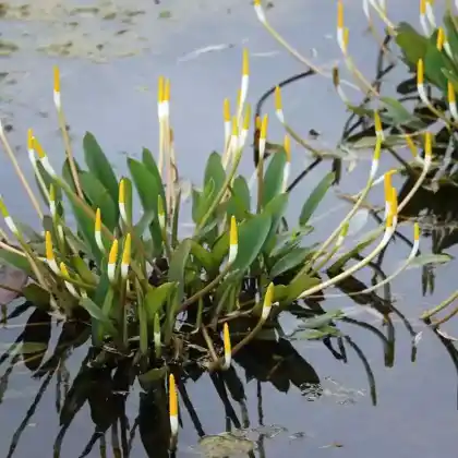 Foto von Goldkeule (Orontium aquaticum)