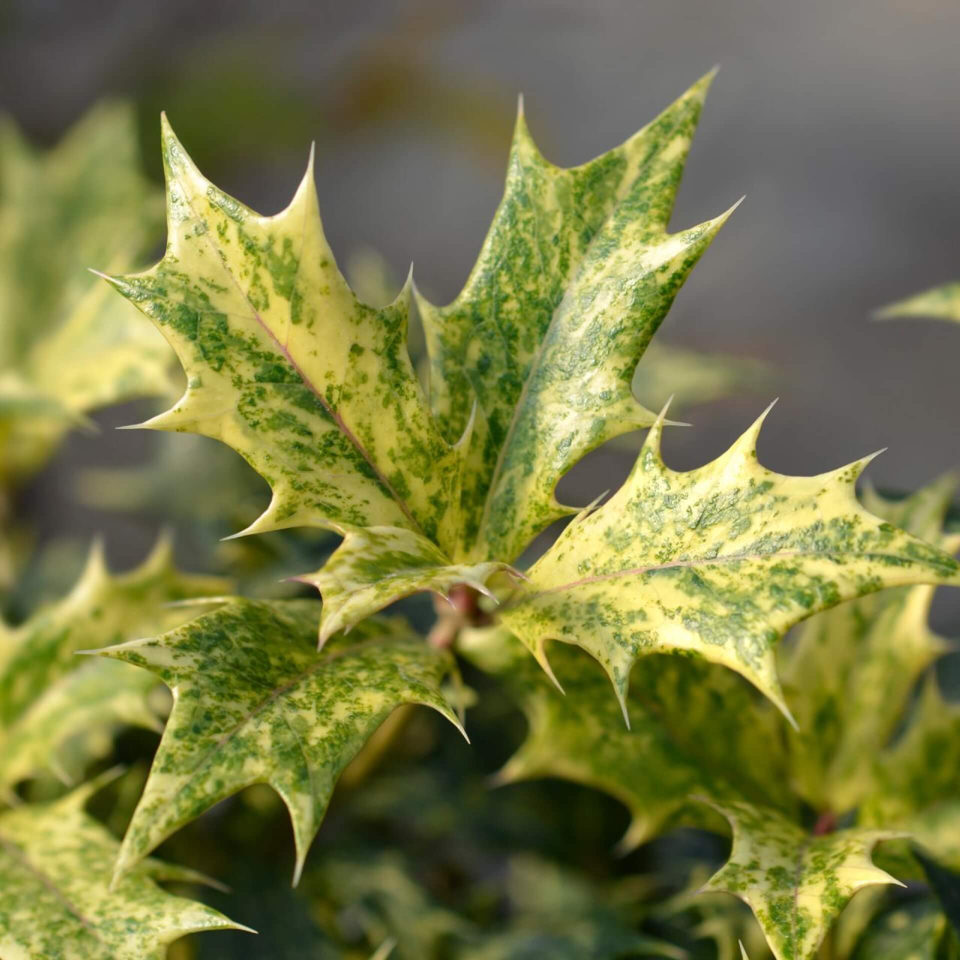 Stachelblättrige Duftblüte 'Tricolor' (Osmanthus heterophyllus 'Tricolor')