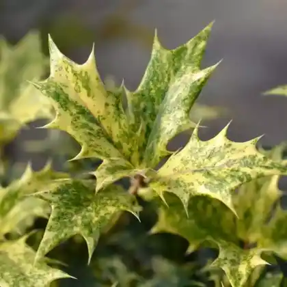 Foto von Stachelblättrige Duftblüte 'Tricolor' (Osmanthus heterophyllus 'Tricolor')