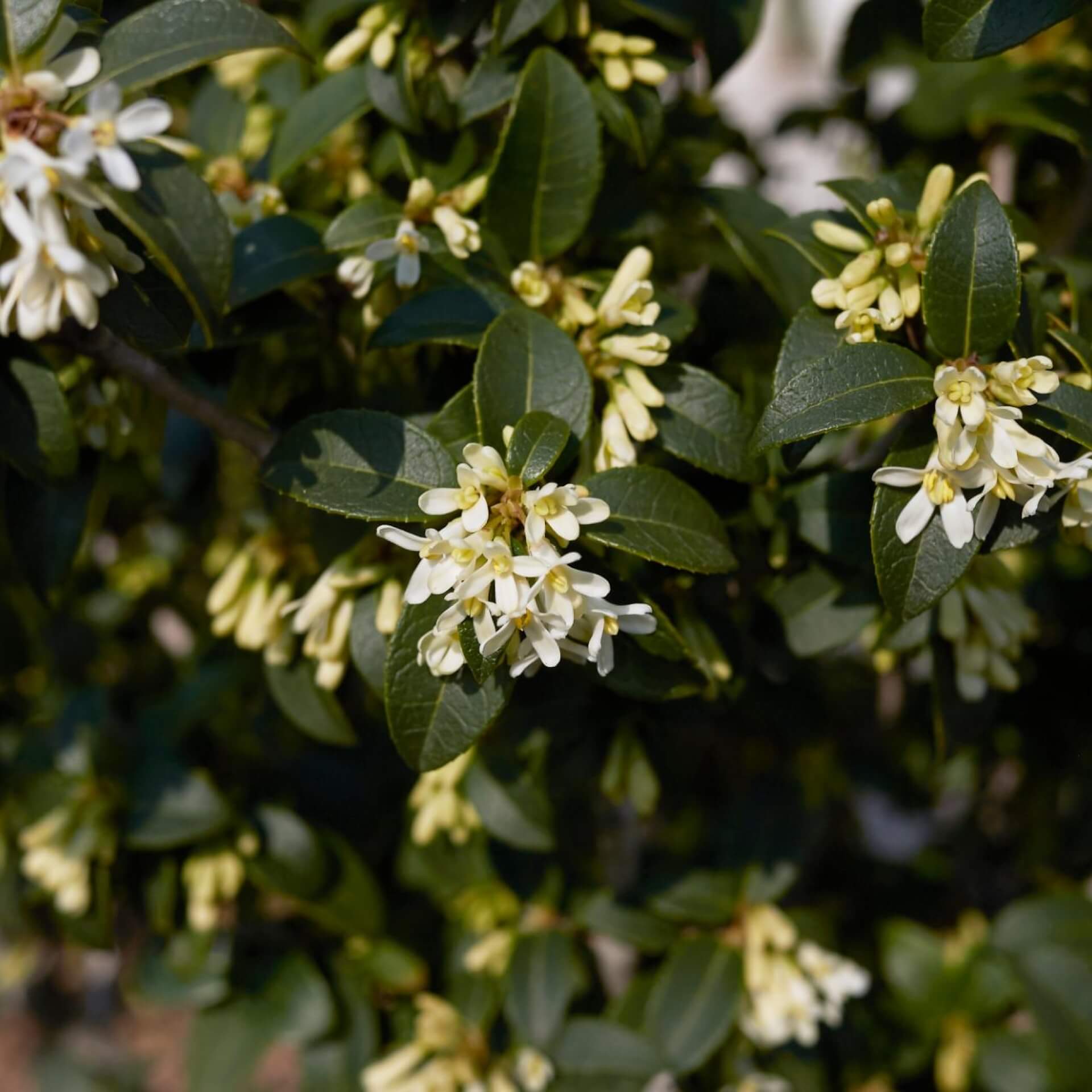 Burkwoods Duftblüte (Osmanthus x burkwoodii)