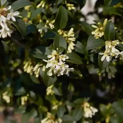 Foto von Burkwoods Duftblüte (Osmanthus x burkwoodii)