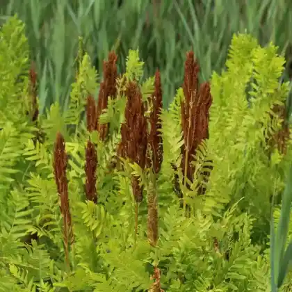 Foto von Königsfarn (Osmunda regalis)