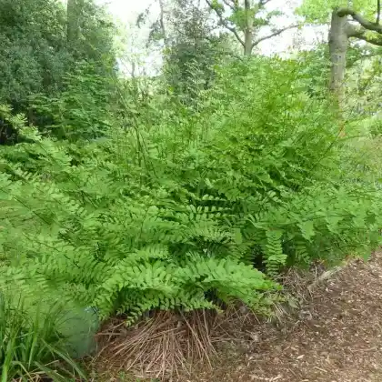 Foto von Königsfarn 'Purpurascens' (Osmunda regalis 'Purpurascens')
