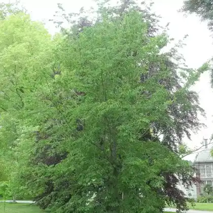 Foto von Europäische Hopfenbuche (Ostrya carpinifolia)